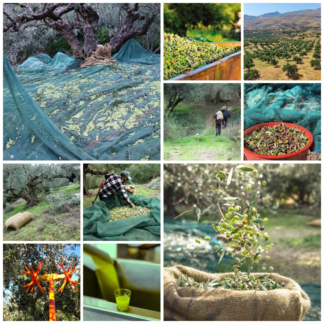 Cretalèa Bio Olivenöl 1 Liter Flasche + 2x Melissotis Honig Geschmack nach Wahl – Bild 13