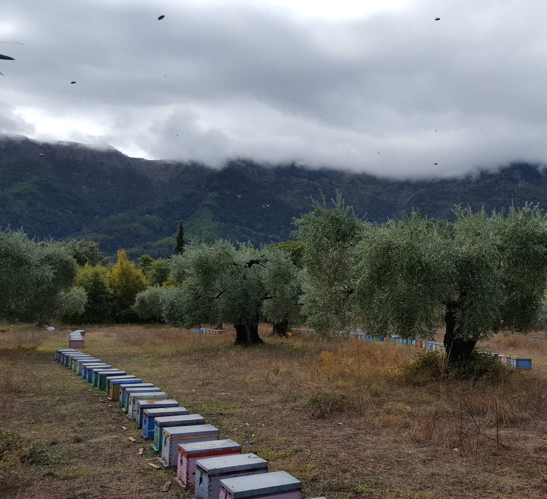 Griechischer Premium Honig Melissotis, naturrein & Unverfälscht - 920g, Traditionelle Imkerei in 3. Generation - Pinienhonig – Bild 10