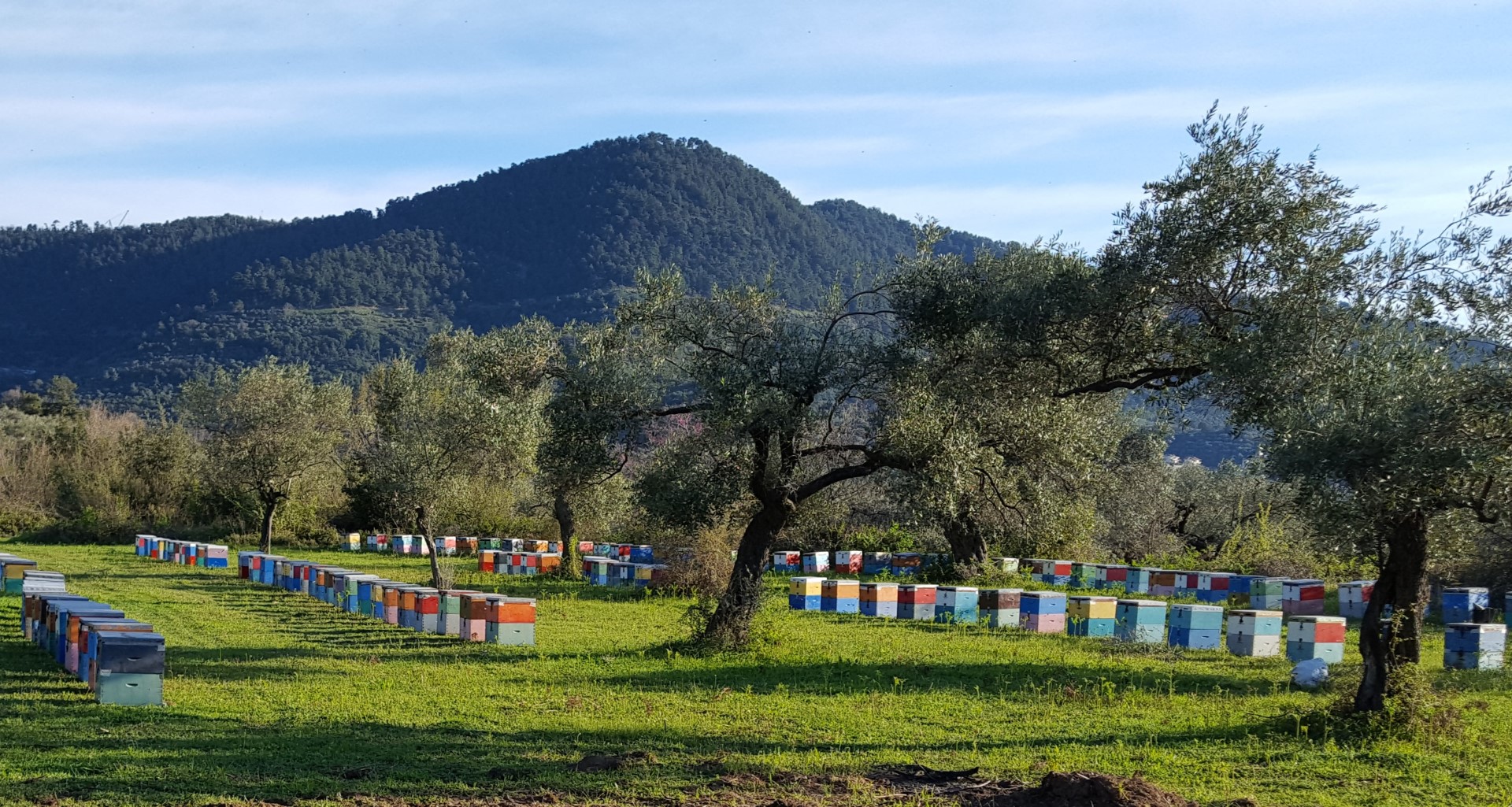 Griechischer Premium Honig Melissotis, naturrein & Unverfälscht - 920g, Traditionelle Imkerei in 3. Generation - Pinienhonig – Bild 11