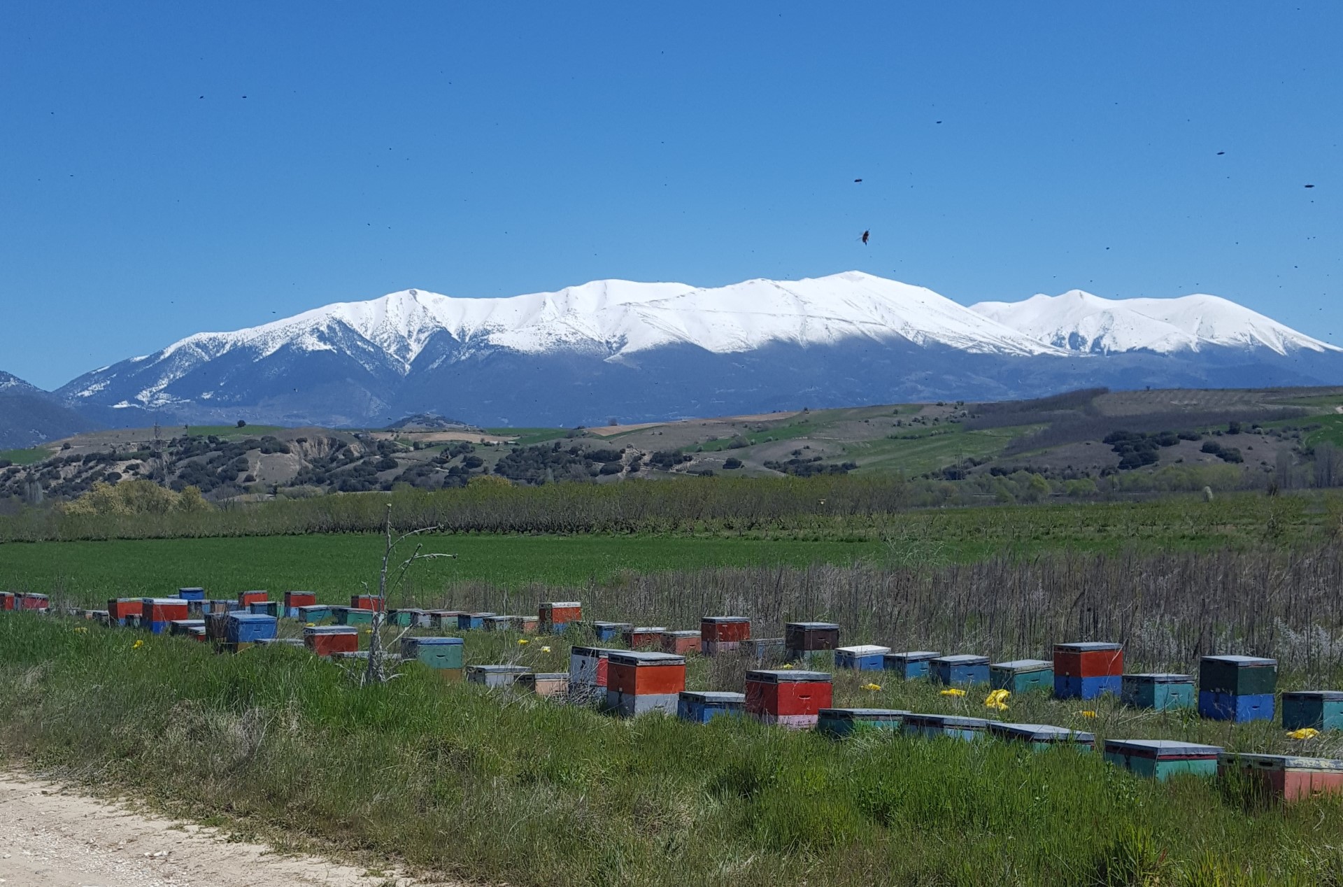 Griechischer Premium Honig Melissotis, naturrein & Unverfälscht - 920g, Traditionelle Imkerei in 3. Generation - Pinienhonig – Bild 14