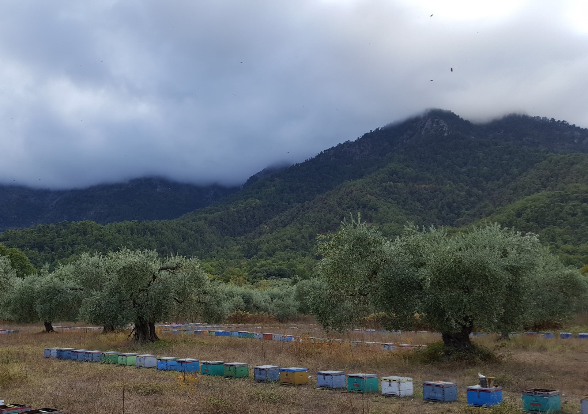 Griechischer Premium Honig Melissotis, naturrein & Unverfälscht - 920g, Traditionelle Imkerei in 3. Generation - Pinienhonig – Bild 12