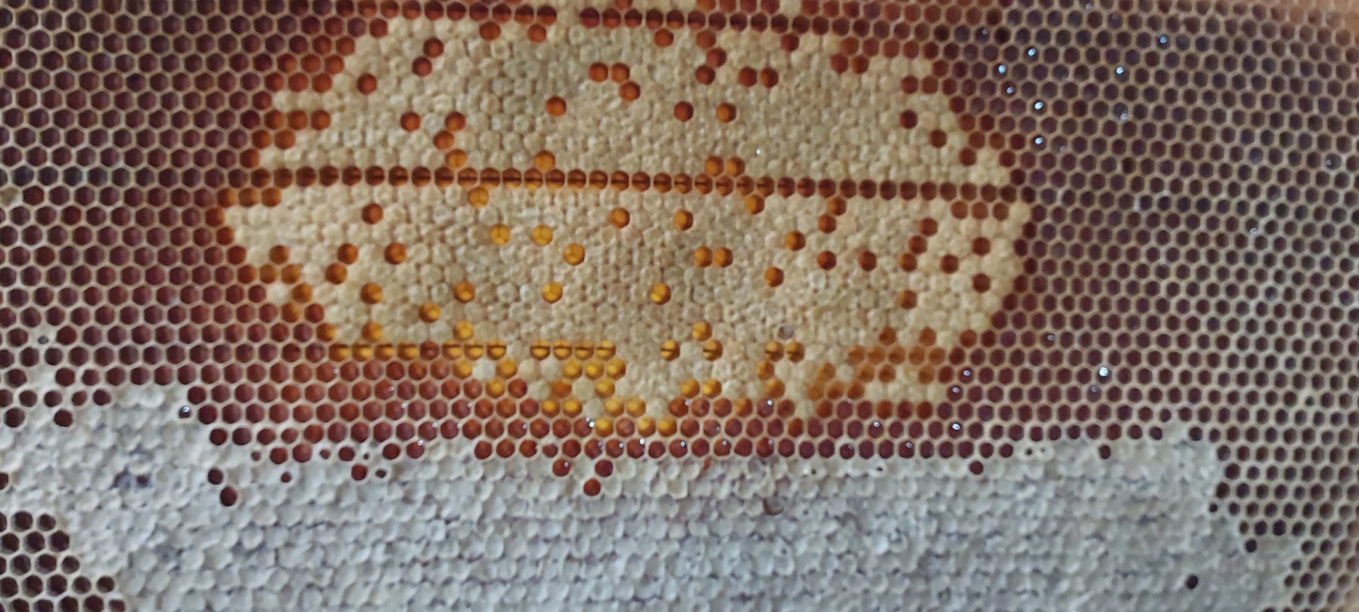 Griechischer Premium Honig Melissotis, naturrein & Unverfälscht - 920g, Traditionelle Imkerei in 3. Generation - Pinienhonig – Bild 13