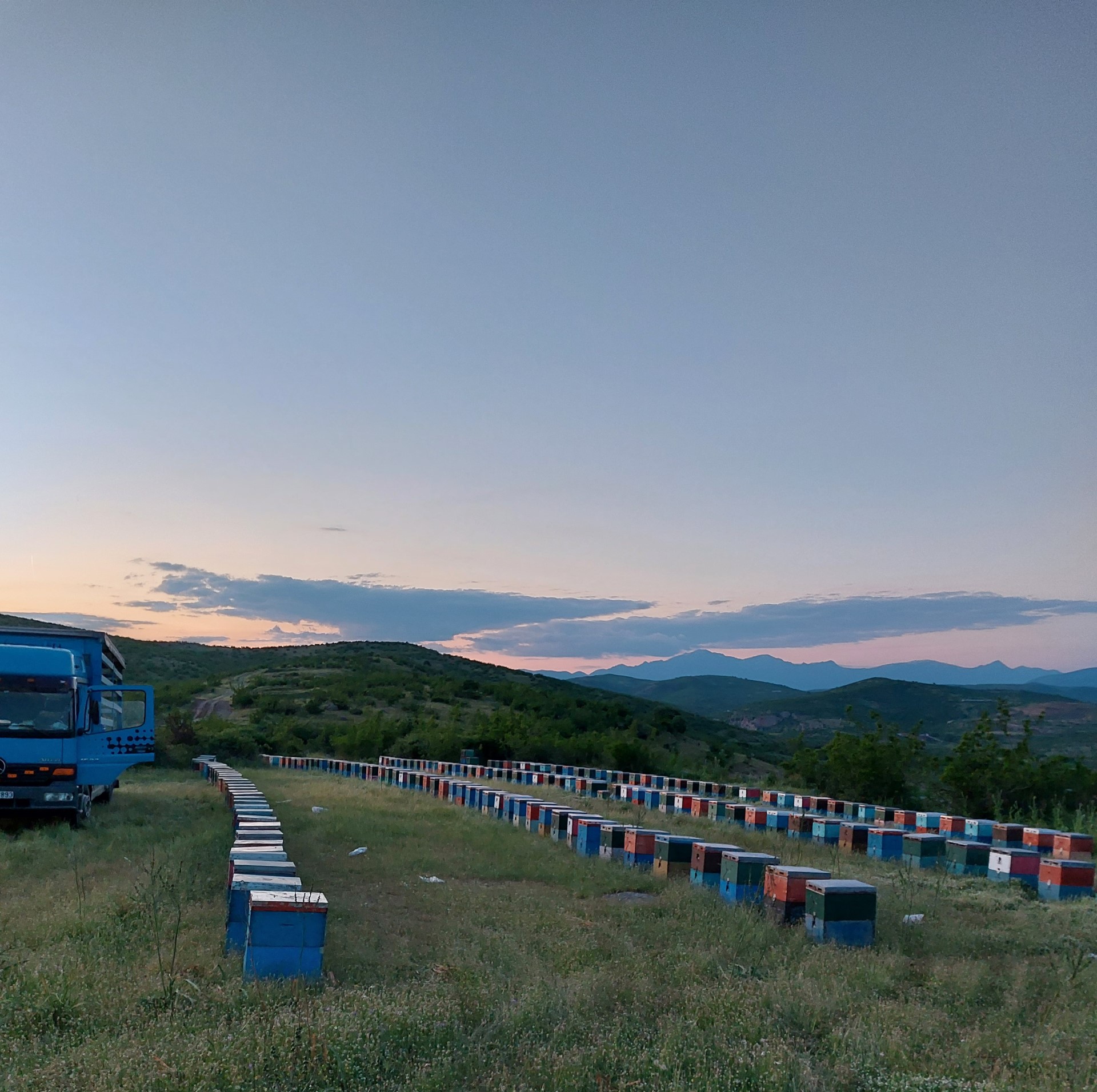 Olivenöl 5 Liter Bio - Extra Nativ aus Kreta, Griechenland - Cretalèa - Neue Ernte, erste Güteklasse + 1x Honig nach Wahl – Bild 20